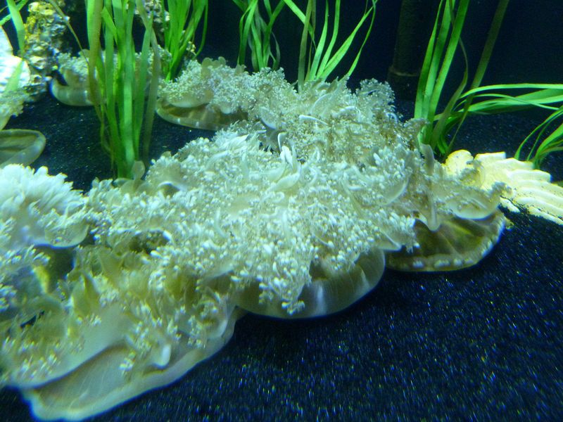 Bottom-dwelling jellyfish